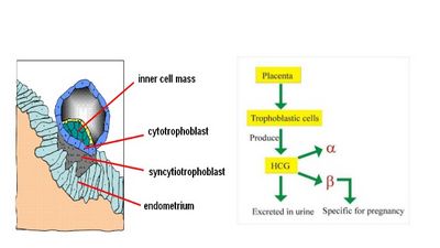 Human Chorionic Gonadotropin